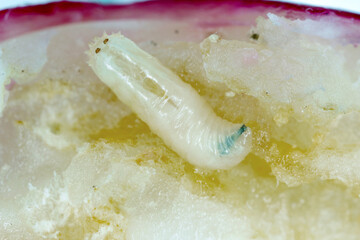 Larva of cabbage fly (also cabbage root fly, root fly or turnip fly) - Delia radicum in radish root. It is an important pest of brassica plants such as broccoli, cauliflower, cabbage, cauliflower ...
