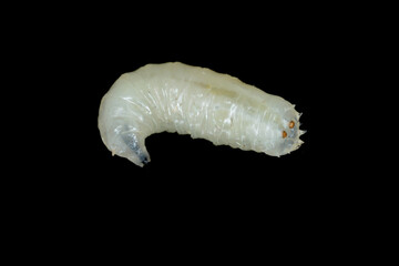 Larva of cabbage fly, cabbage root fly, root fly or turnip fly - Delia radicum on on a black background. It is an important pest of brassica plants such as swede, turnip, kohlrabi, cabbage, collard...
