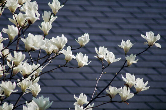 住宅の庭で咲く白木蓮