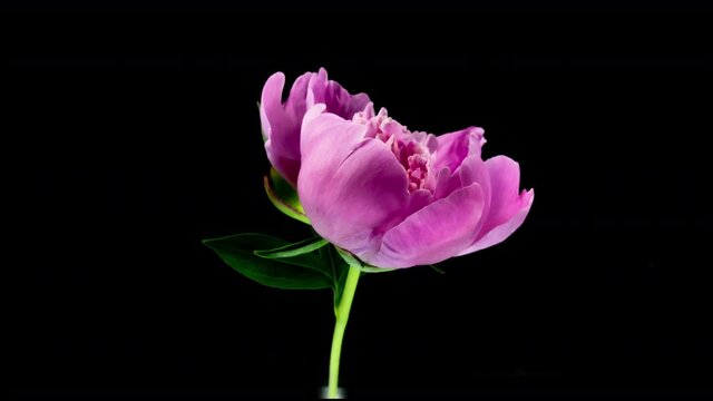 Timelapse of spectacular beautiful pink peony flower blooming on black background. Blooming peony flower open, time lapse, close-up. Easter, birthday, spring, Valentine's day, holidays concept. 4k