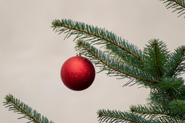 pine branch decorated with red shiny ball