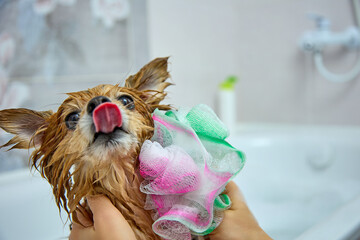 German pomeranian shows his tongue while being washed with a pink washcloth. The pet gets a lot of pleasure from water procedures. A woman washes a red dog