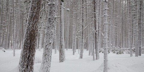 Winter snowy pine forest with snow completely covering the ground and tree branches
