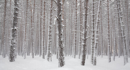 Fototapeta premium Winter snowy pine forest with snow completely covering the ground and tree branches