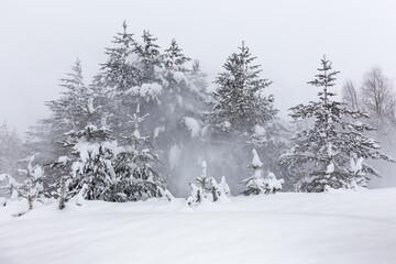 Winter landscape with snow-covered fir trees in snow fog from snow caps fallen from trees