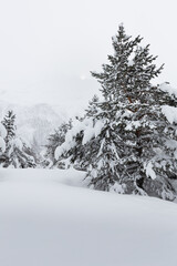 Fir trees on a snow-covered mountain slope with a sun on an overcast sky and a mountain in a fog