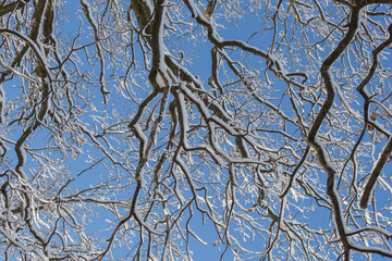 branches under the snow