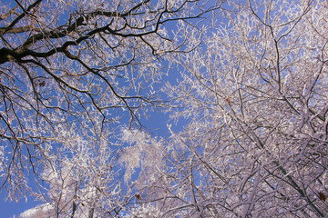 branches under the snow