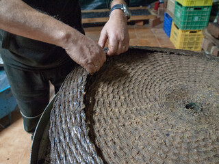 human hands in the olive oil extraction process - Powered by Adobe