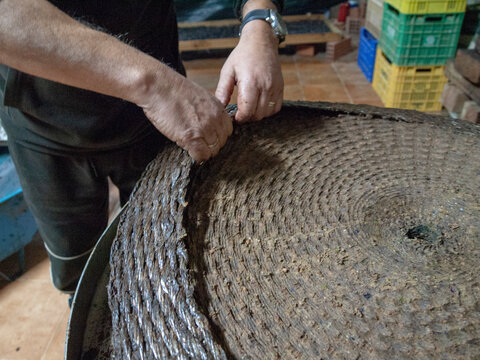 human hands in the olive oil extraction process