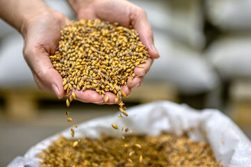 Two palms filled with wheat malt. Grains spill out of hands.