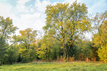Trees with yellowing foliage in early autumn
