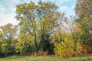 Obraz premium Trees with yellowing foliage in early autumn