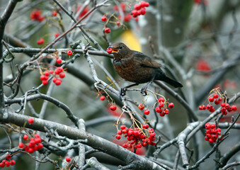 Blackbirds feeding on the rowan berries
