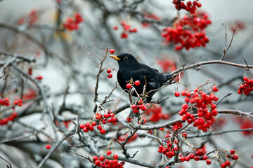 Blackbirds feeding on the rowan berries - obrazy, fototapety, plakaty