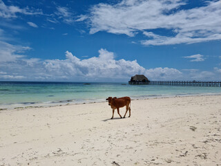 Cow walking along the beach near sea water of Zanzibar island, Kiwengwa,  Indian Ocean, Tanzania, Africa. 