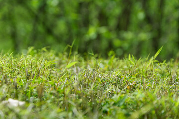 Branches and leaves sprouting in the sun