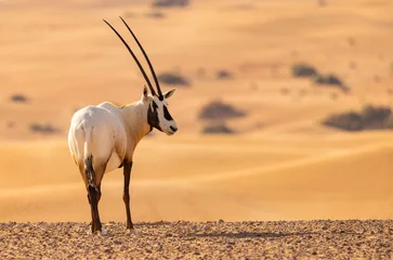 Papier Peint photo autocollant Antilope Arabian Oryx in the red sands desert conservation area of Dubai, United Arab Emirates
