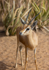 Arabian gazelle in natural habitat within a protected conservation area in Dubai, United Arab Emirates 