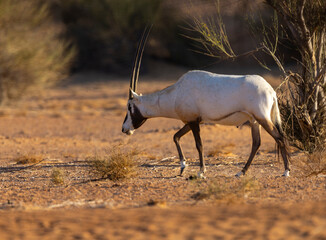 Arabian Oryx in the red sands desert conservation area of Dubai, United Arab Emirates