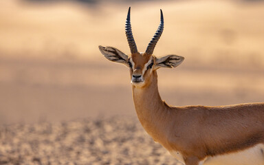 Arabian gazelle in natural habitat within a protected conservation area in Dubai, United Arab Emirates 