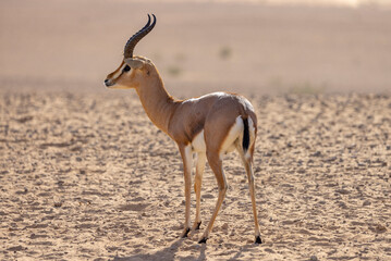 Arabian gazelle in natural habitat within a protected conservation area in Dubai, United Arab...