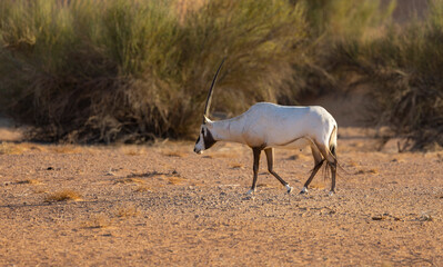 Arabian Oryx in the red sands desert conservation area of Dubai, United Arab Emirates