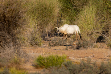 Arabian Oryx in the red sands desert conservation area of Dubai, United Arab Emirates