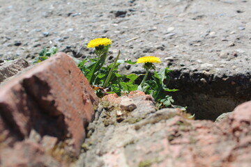 dandelions, yellow flowers make their way through the ruins to the light 