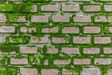background wall with overgrown green moss at the seams