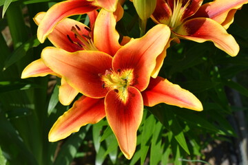 Lilium Avalon Sunset (OAO)