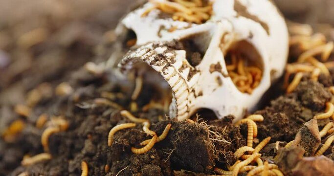 Maggots crawling in dead skull