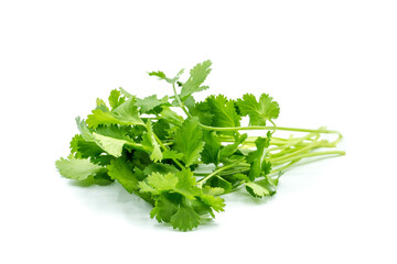 Coriander isolated on white background