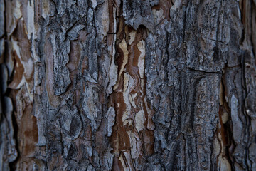Macro exture of tree bark, aged wood, chips, cracks, moss, photophone for screensaver and print