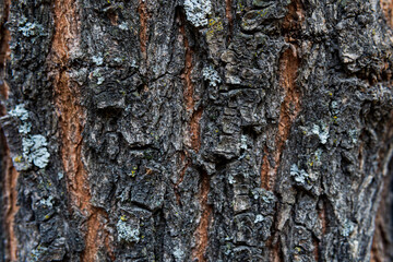 Macro exture of tree bark, aged wood, chips, cracks, moss, photophone for screensaver and print