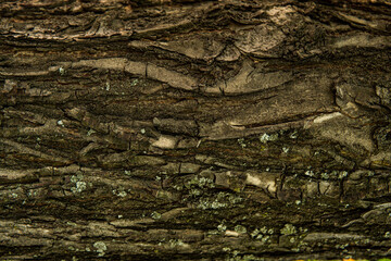 Macro exture of tree bark, aged wood, chips, cracks, moss, photophone for screensaver and print