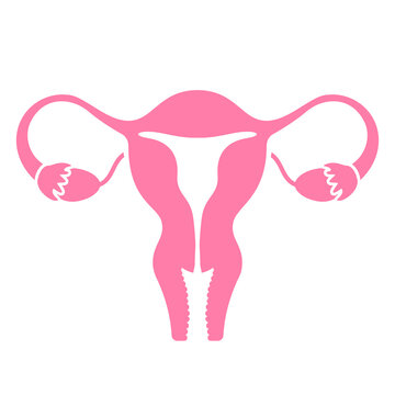 pink uterus reproductive system anatomy clip art preview