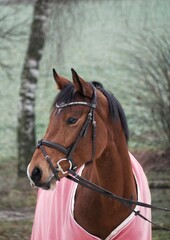 Fototapeta premium Springpferd 