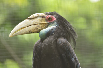 Female Buceros rhinoceros, The rhinoceros hornbill  is a large species of forest hornbill, Bucerotidae, a large arboreal hornbill and the species was uplisted to vulnerable from near threatened. 
