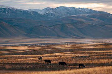 Obraz premium Cows graze in the steppe at sunset against the background of mountains