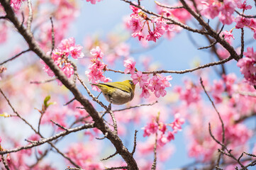 河津桜に飛び乗るメジロ