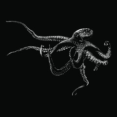 octopus hand drawing vector illustration isolated on black background © tya studio