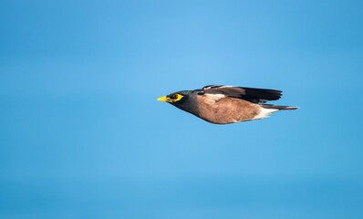 Obraz premium Myna bird is flying on a blue background