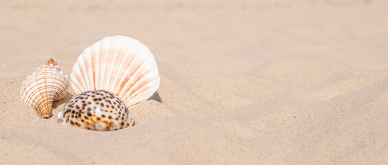 Fototapeta na wymiar shells of sea snails against the background of yellow sand