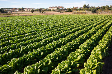 spinach growing on large agricultural field