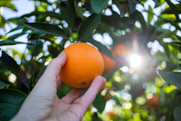 picking ripe oranges from an orange tree