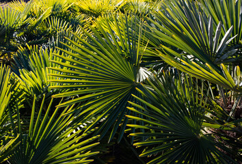 palm tree leaves nature background