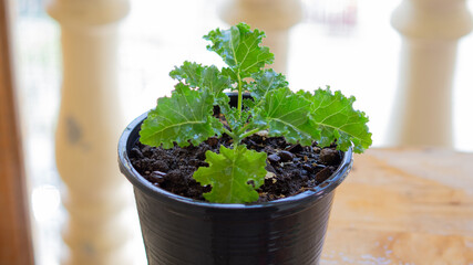 curly leaf kale Planted in black pots placed on a wooden table by the window.