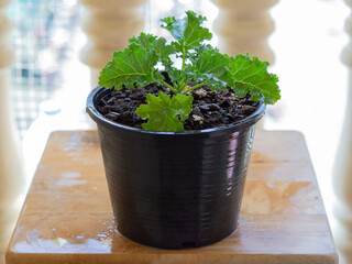 curly leaf kale Planted in black pots placed on a wooden table by the window.