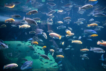 Fototapeta na wymiar underwater image of tropical fish swimming